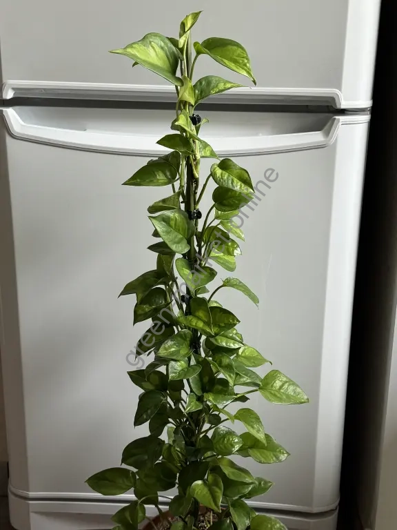 Эпипремнум Глобал Грин