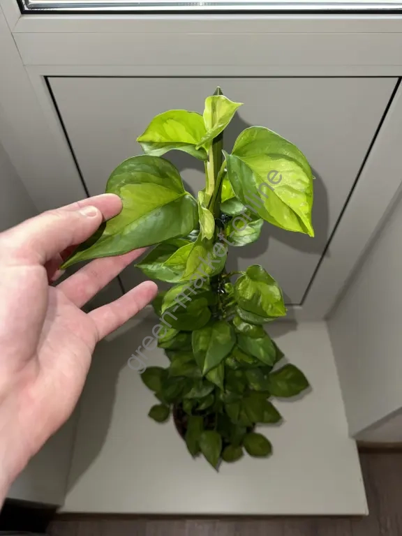 Эпипремнум Глобал Грин