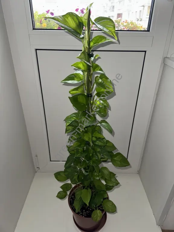 Эпипремнум Глобал Грин