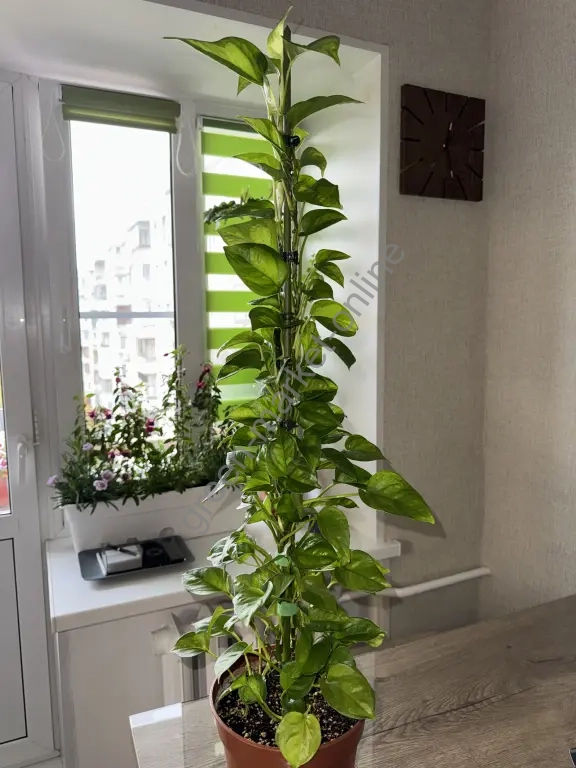 Эпипремнум Глобал Грин