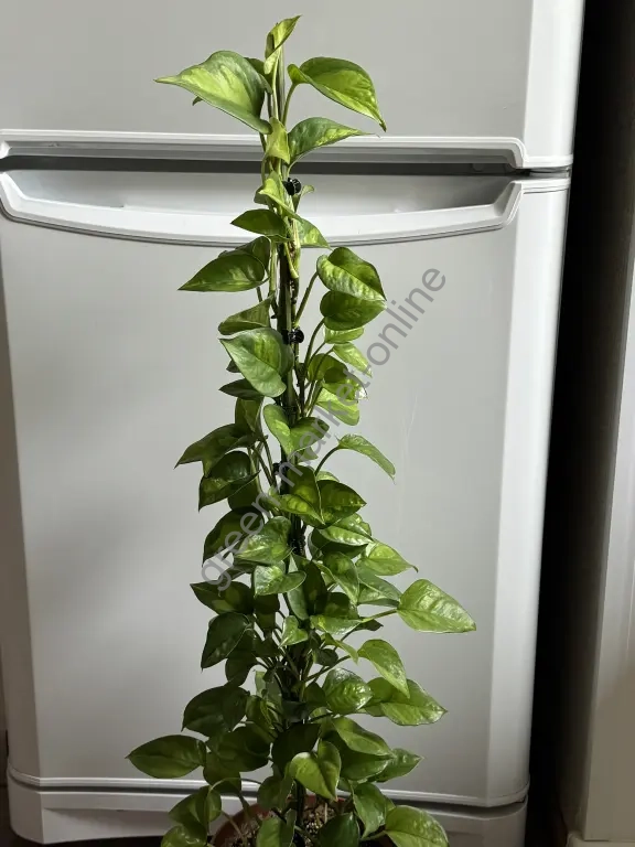 Эпипремнум Глобал Грин