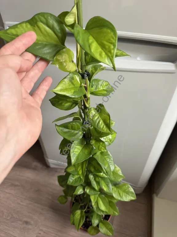 Эпипремнум Глобал Грин