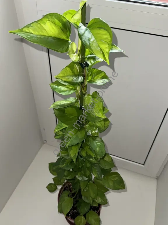 Эпипремнум Глобал Грин