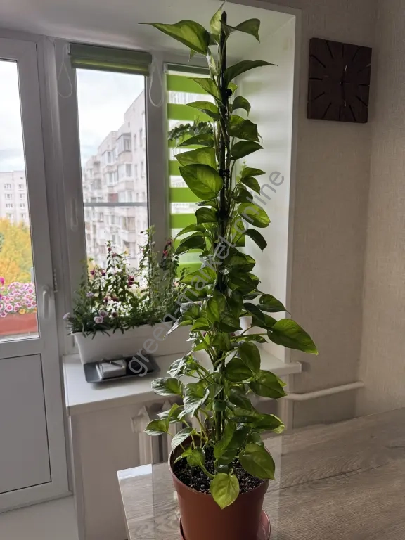 Эпипремнум Глобал Грин